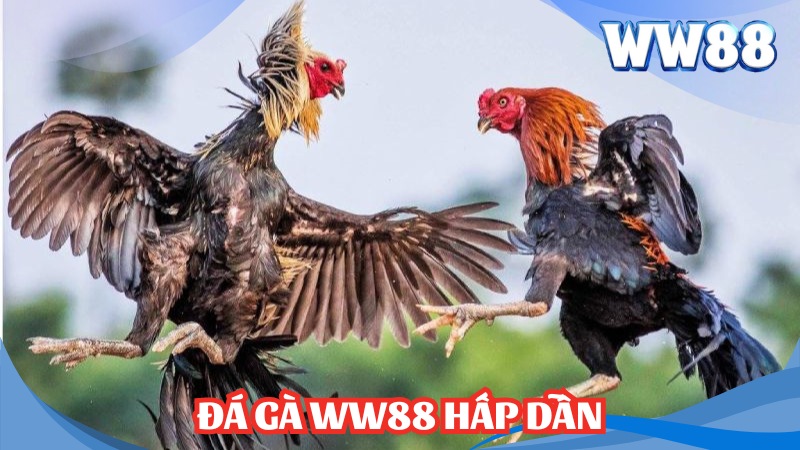Đá Gà WW88 - Thiên Đường Dành Cho Người Yêu Cược Gà 1 Đá gà WW88 hấp dẫn